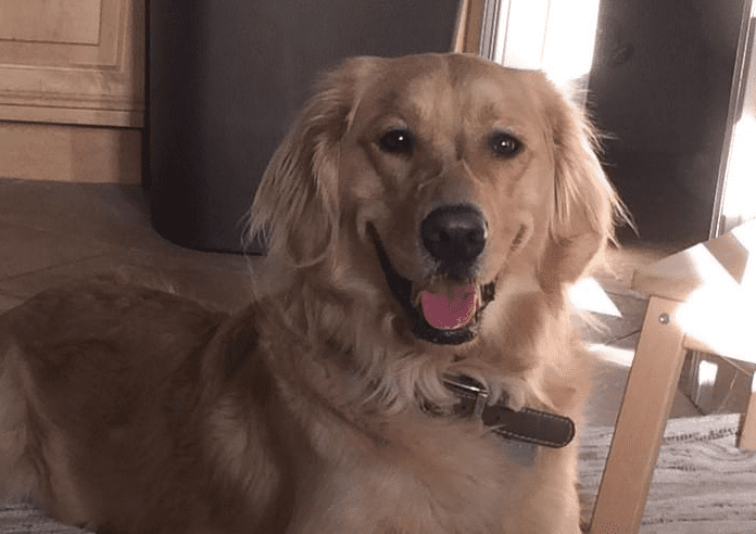 Il cane è depresso dopo la morte dell'amico a 4 zampe: quello che fa è incredibile