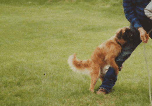 Perché il cane monta la gamba del proprietario?