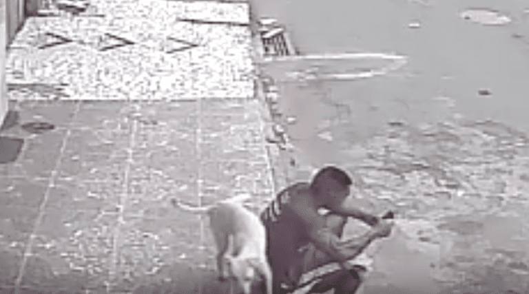 Il cane fa pipì su un ragazzo. La reazione è incredibile [VIDEO]