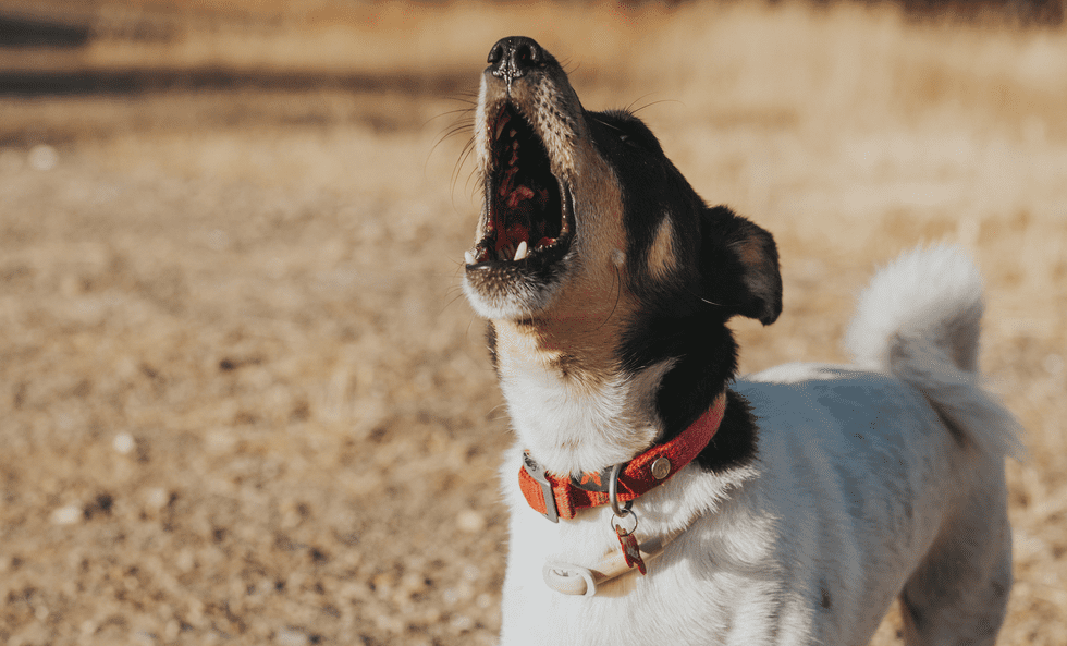 Perché il cane abbaia alle persone?