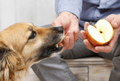 Cani, gatti e cibo: l'elenco dei frutti da evitare assolutamente