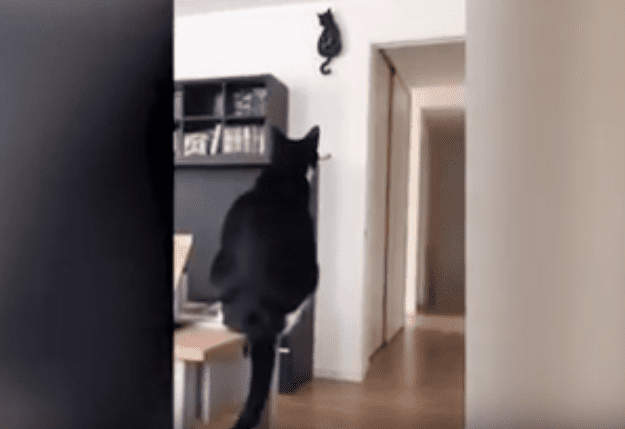 Il gatto muove la coda... puntuale come un orologio [VIDEO]