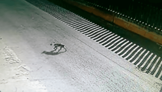 Investe volontariamente un cane: incastrato dalle telecamere di sicurezza [VIDEO]