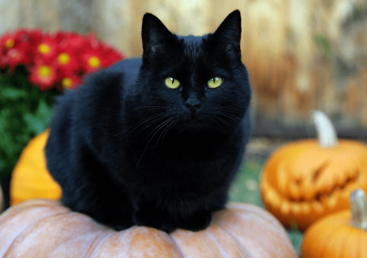Halloween: è vero che i gatti neri sono in pericolo?