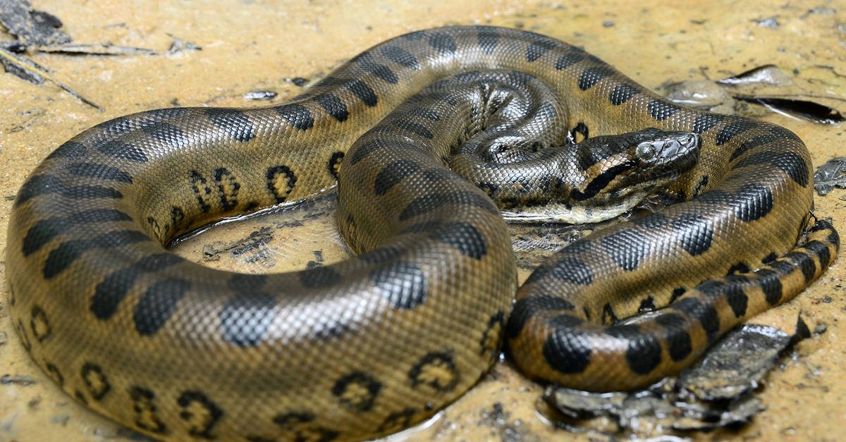 Al Grande Fratello Vip chiedono un serpente in diretta: controlli delle guardie zoofile Earth