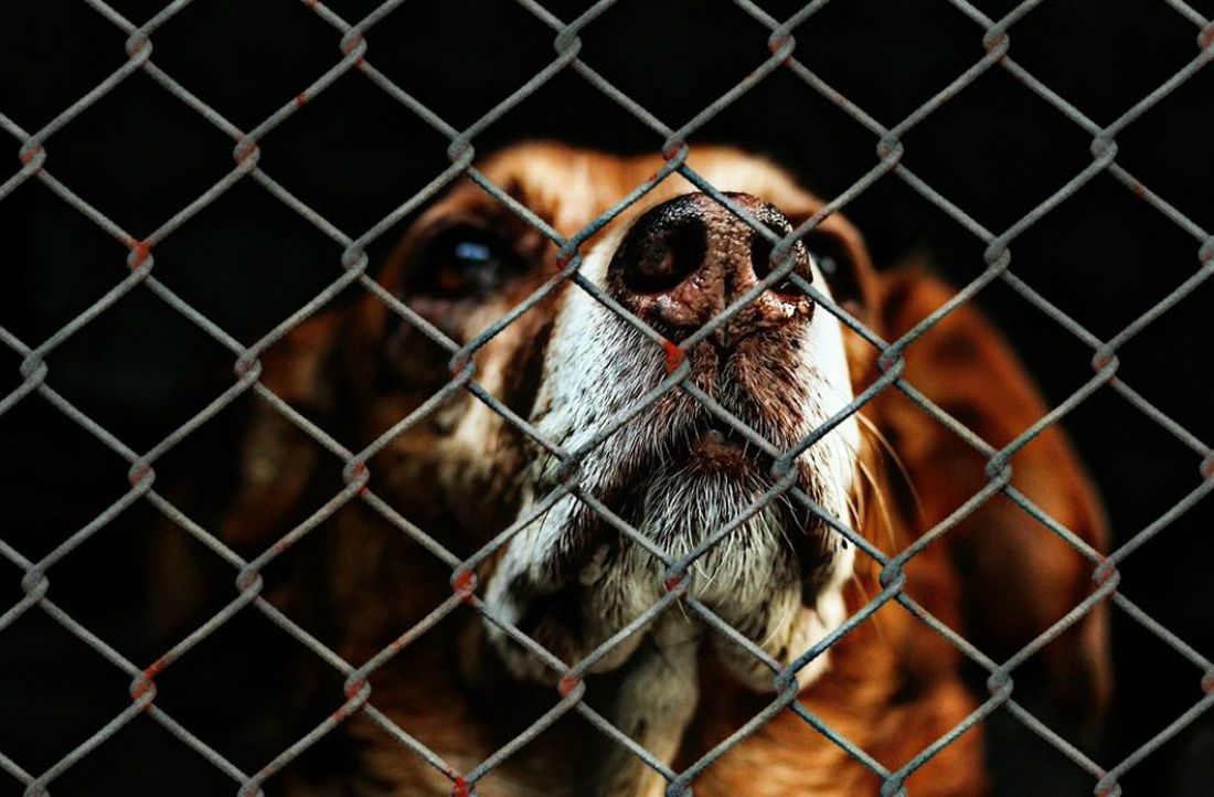 Stop alla vendita di animali provenienti da allevamenti: la rivoluzionaria legge contro il randagismo