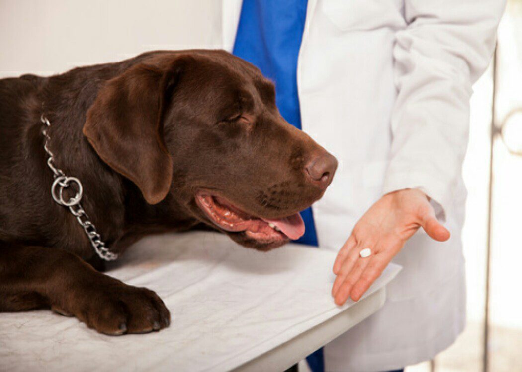 L’esperto risponde - Gardenale: uso e dosaggio veterinario