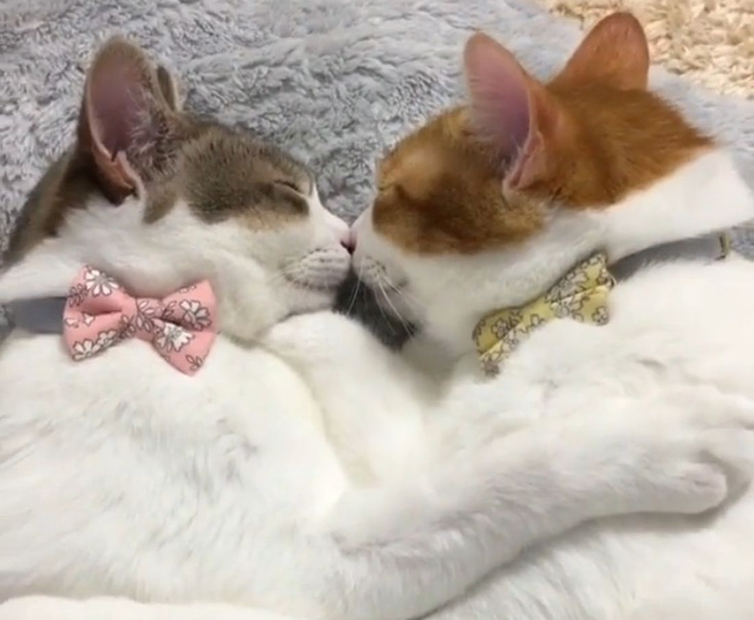 Gatti innamorati si baciano [VIDEO]