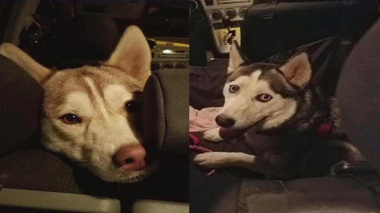 Husky di 7 anni abbandonati con i loro giocattoli e un biglietto