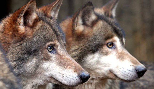 Ritrovamento shock a Radicofani: trovati due lupi impiccati