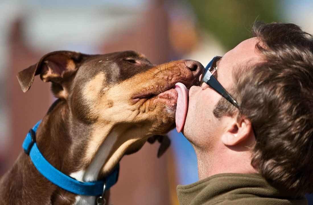 “L’esperto risponde” - Malattie del cane trasmissibili all'uomo: quali sono