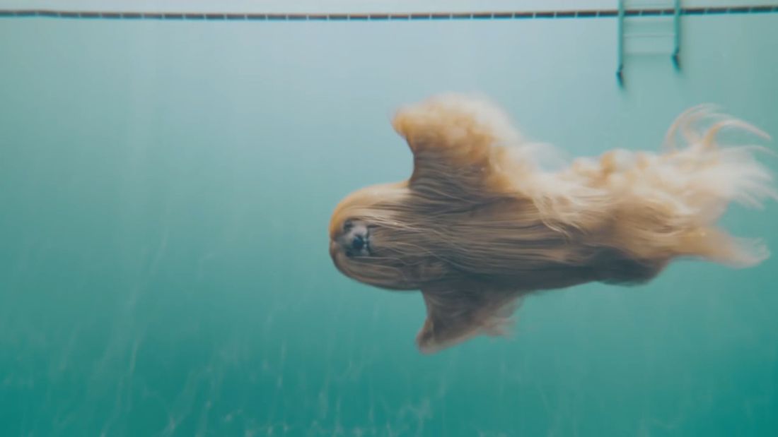 È il cane più richiesto ma non esiste [VIDEO]