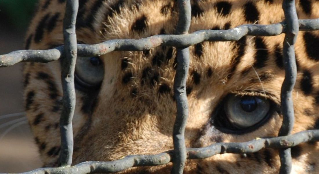 Torino: tutti in piazza per dire no agli zoo