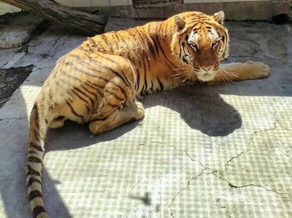 Addio a Kashmir, la tigre di 19 anni che ha sempre vissuto in gabbia