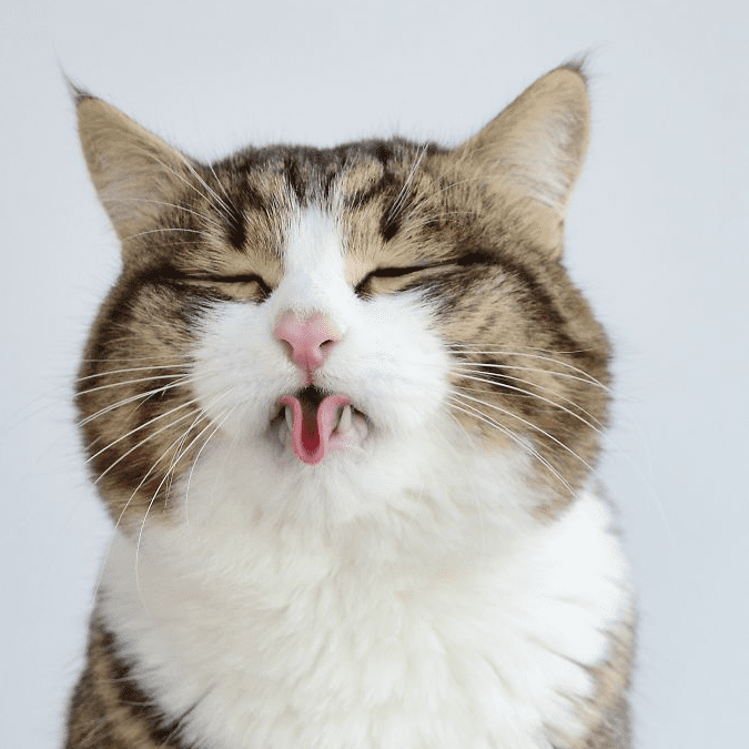 Rexie, il gatto che fa la linguaccia: il suo handicap è la sua forza [FOTO]