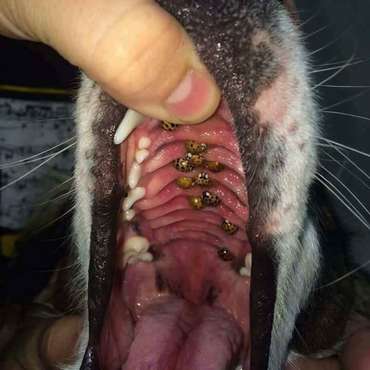 Coccinelle nel palate di un cane: la verità sulla foto che gira sul web