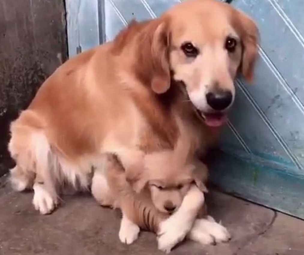Un papà molto premuroso [VIDEO]