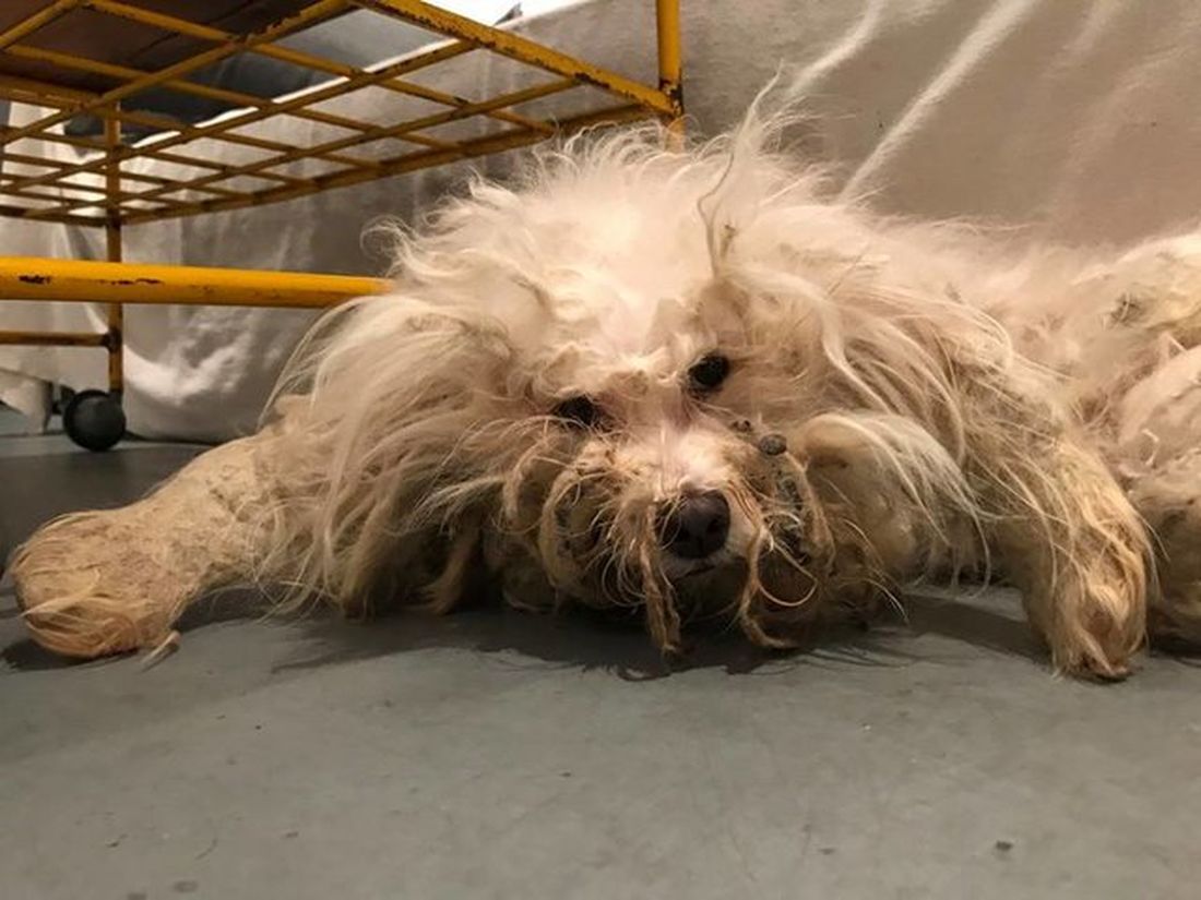 Non era neanche più l’ombra di un cane, era ormai irriconoscibile, ma poi… [FOTO]