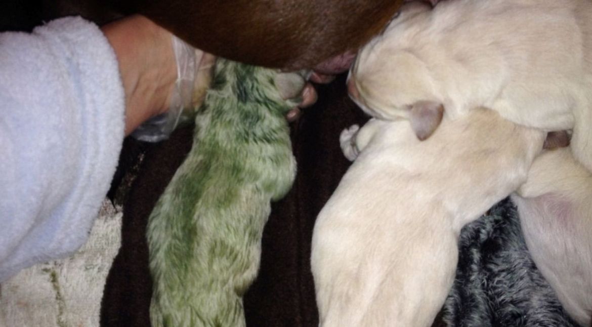 Immagini incredibili: Labrador partorisce e uno dei suoi cuccioli sconvolge tutti perché… [VIDEO]