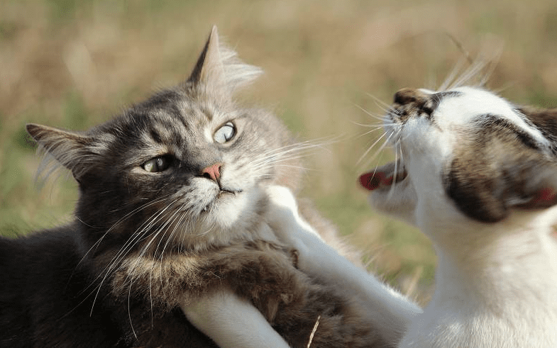 Se i gatti litigano tra loro: consigli per una serena convivenza tra "a-mici"