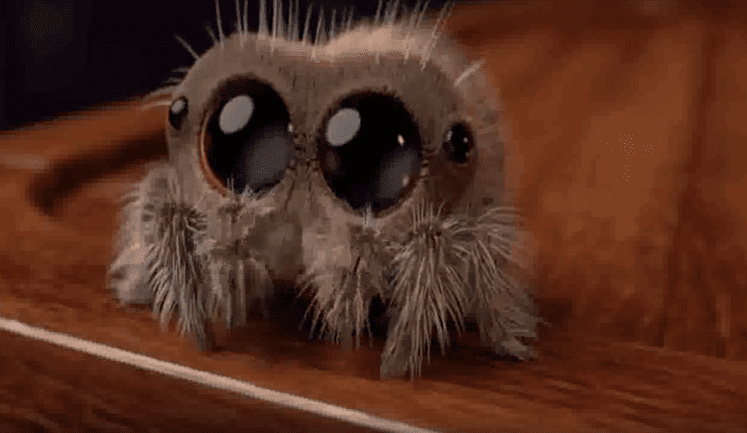 Ecco Lucas, il ragno più "carino" del mondo [VIDEO]