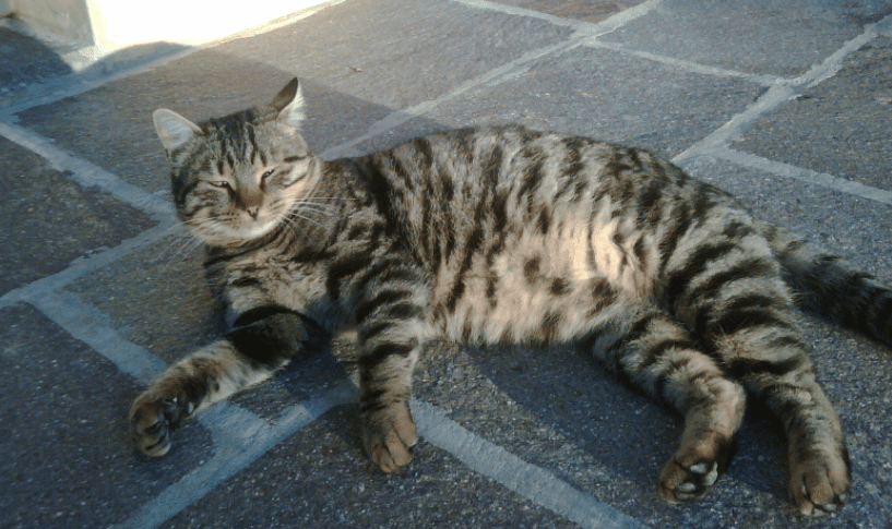 Romeo, il gatto dell'ospedale di Sanremo è stato cacciato