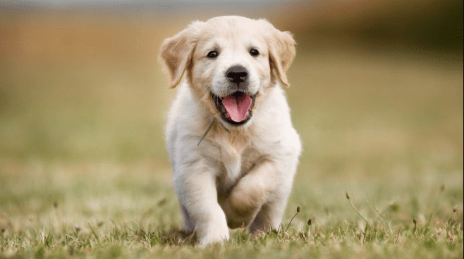 Un cane allunga la vita: una razza in particolare