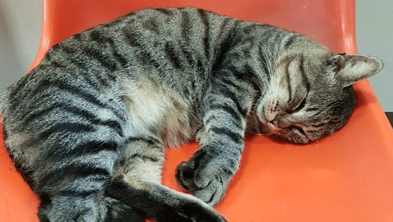 Il gatto Romeo è scappato da casa: abituato all'ospedale cerca di tornarci