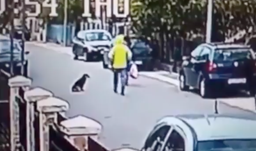 Un randagio salva una donna da uno scippo: il video è incredibile
