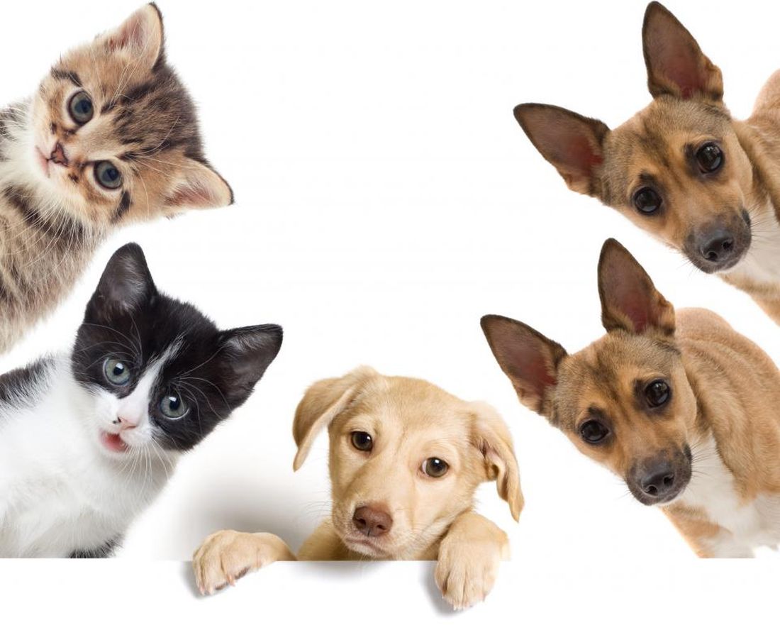 "BEPUPPY": il primo social network dedicato interamente agli animali [ESCLUSIVA]
