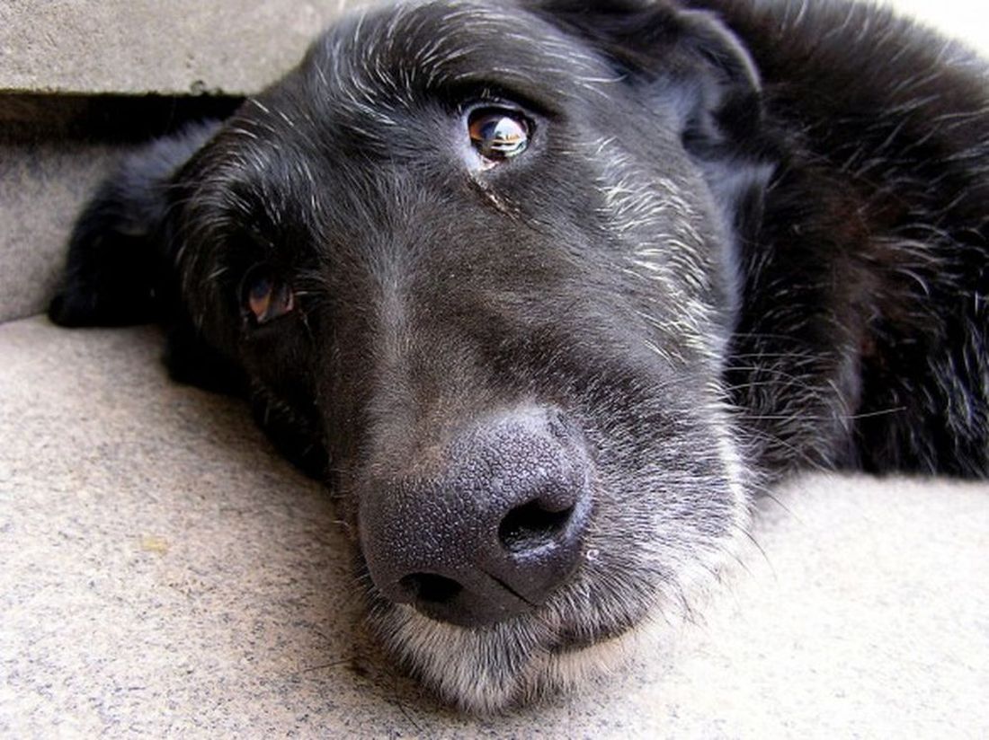 "Mille famiglie per mille cani anziani": la nuova campagna AIDAA