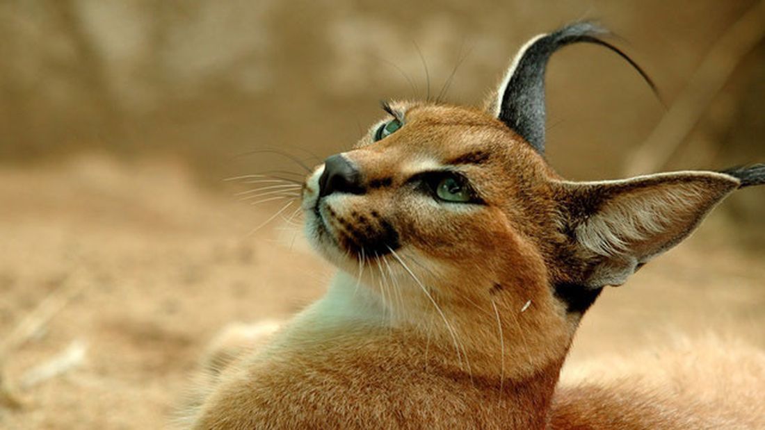 Un caracal al guinzaglio per Milano: caccia aperta al proprietario