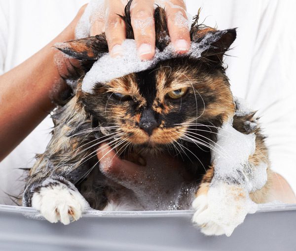 Come lavare un gatto in modo naturale