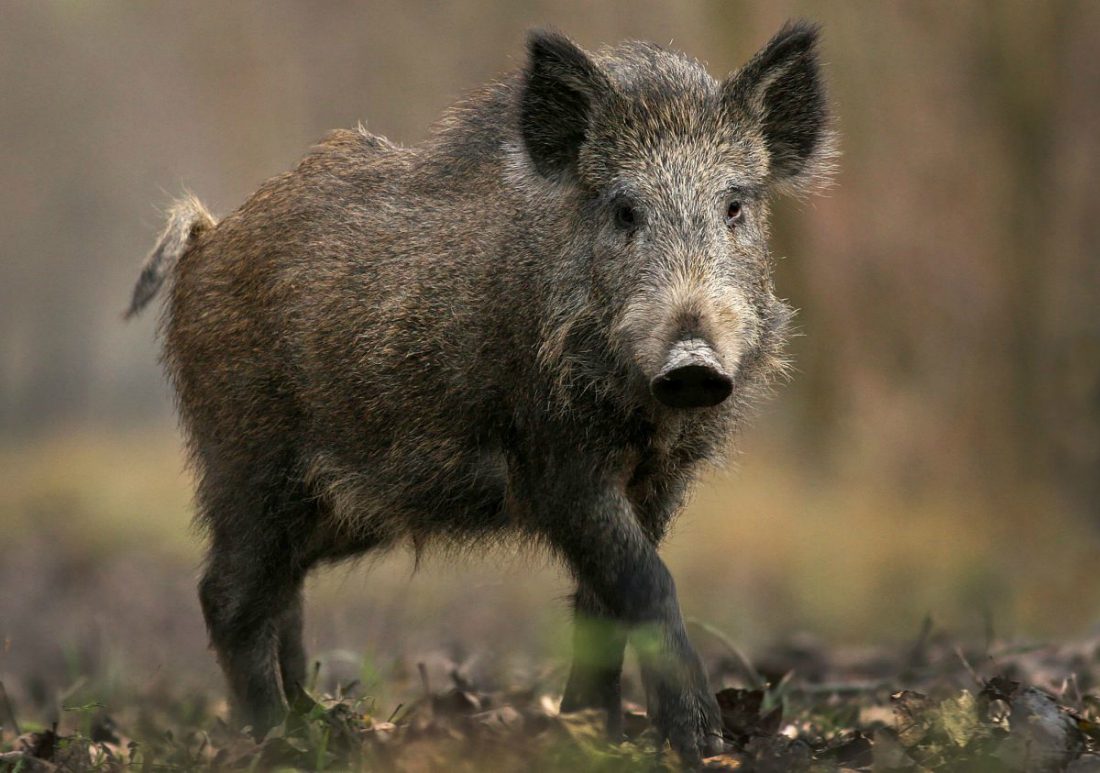 Battuta di caccia finita male: cinghiale uccide un cane e ferisce il cacciatore
