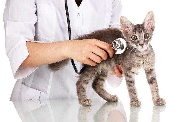Muco nelle feci del gatto: sintomi, causa e cura