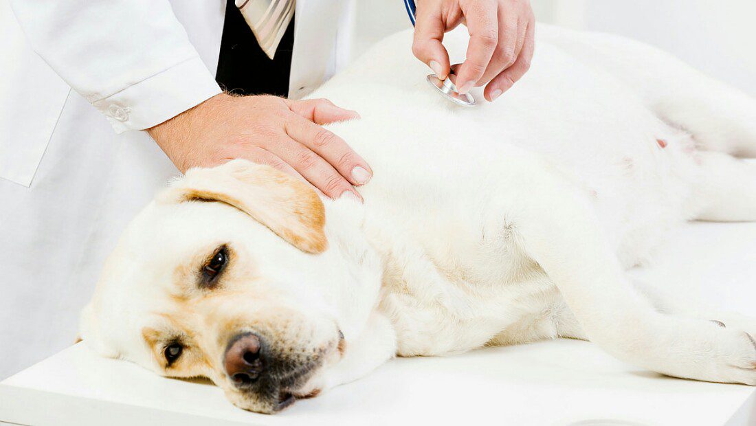“L’esperto risponde” - Piastrine alte nel cane: cause e conseguenze