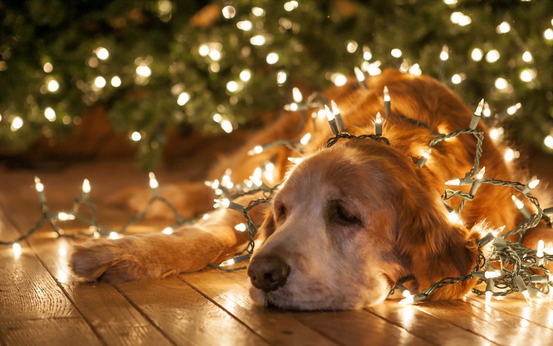 Le 5 idee più esilaranti per proteggere gli alberi di Natale da cane e gatti