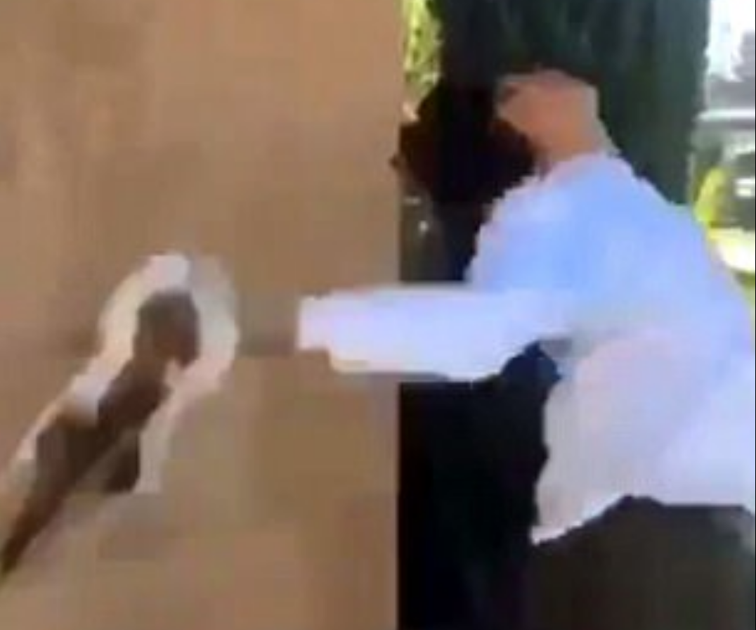 Ragazzo di 16 anni lancia un gatto in strada e si filma per i social: denunciato