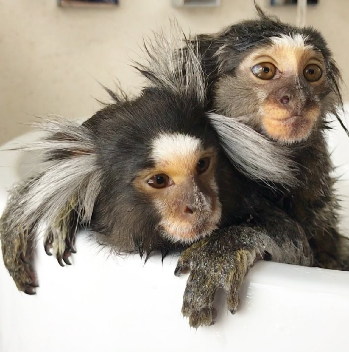 Популярное животное 2024. Популярное животное 2024. Популярное животное 2024. Фон для зоотоваров. 2024 год тёмного соха.