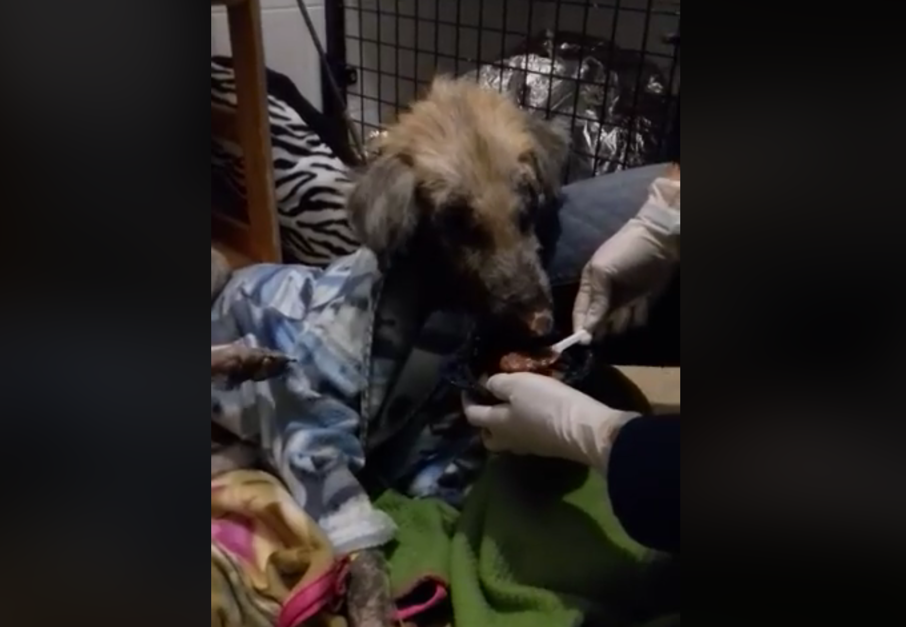 Pegghy, il cane "fantasma" migliora e inizia a mangiare [VIDEO]
