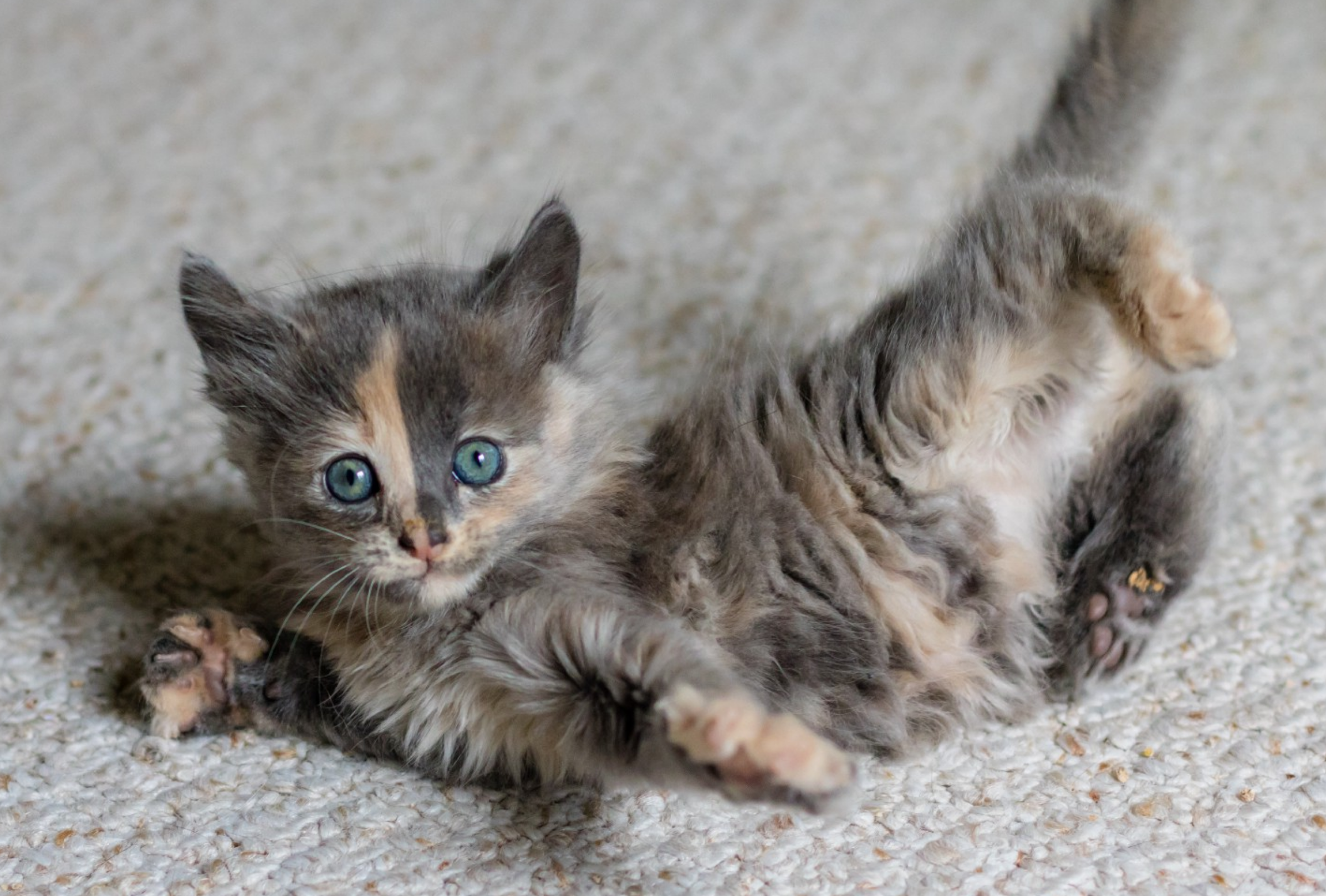 Cryptokitties: i gatti virtuali che vangono 9 milioni di dollari