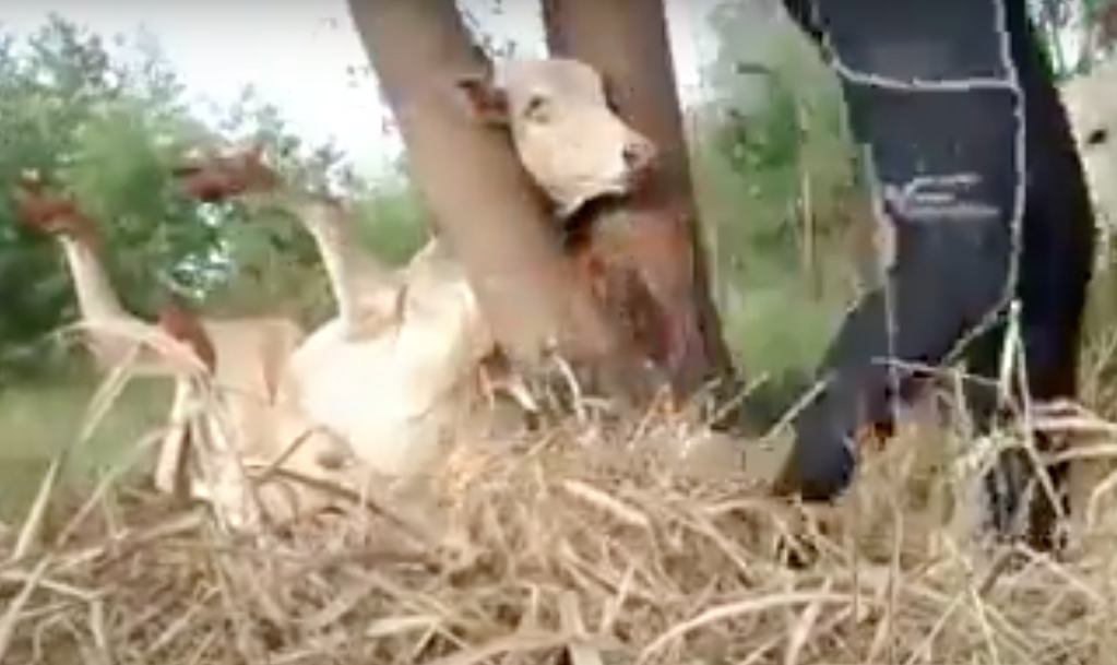 La mucca ha la testa incastrata in un albero: 2 ciclisti la vedono e... [VIDEO]