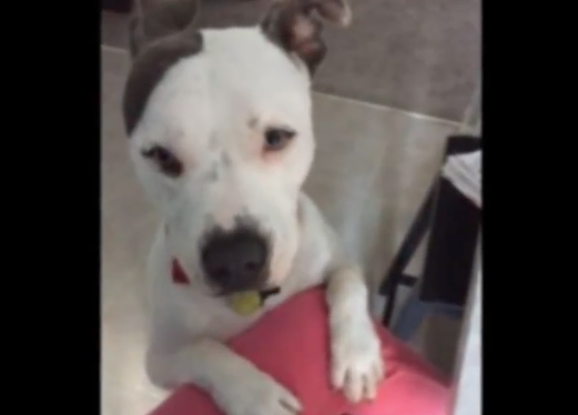 Lascia il cane all'asilo: quello che succede è inaccettabile [VIDEO]