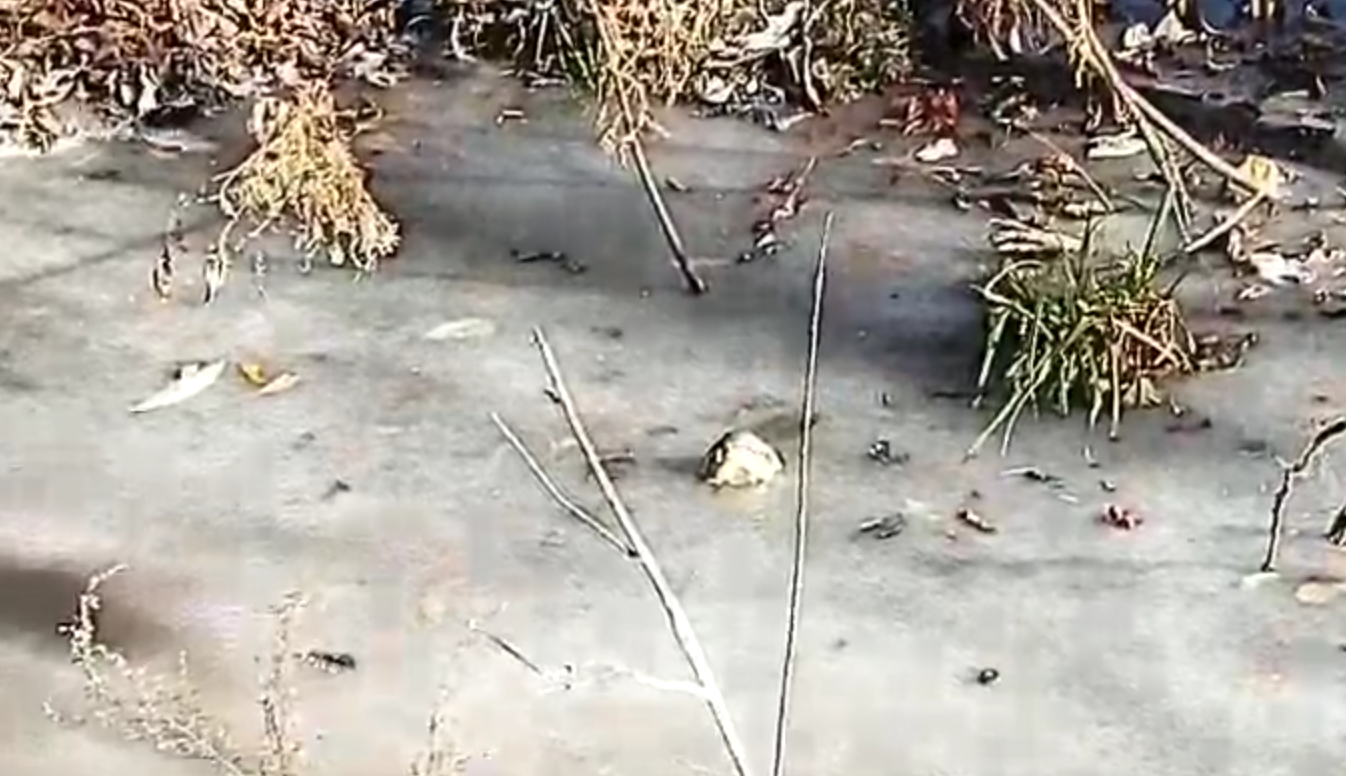 Coccodrillo (vivo) bloccato nel fiume ghiacciato: l'eccezionale documento [VIDEO]