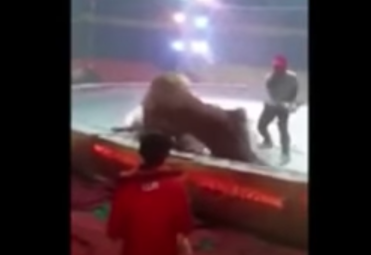 Circo: tigre e leone sbranano il cavallo durante uno show [VIDEO]