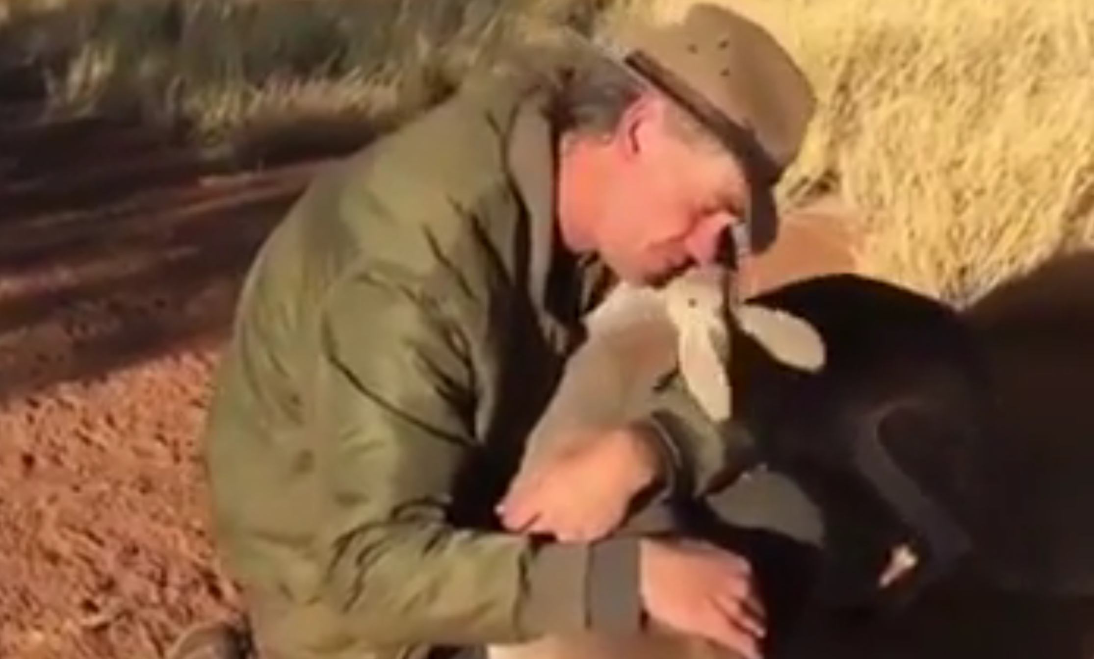 Gli animali che hanno bisogno di un abbraccio: il video è incredibile