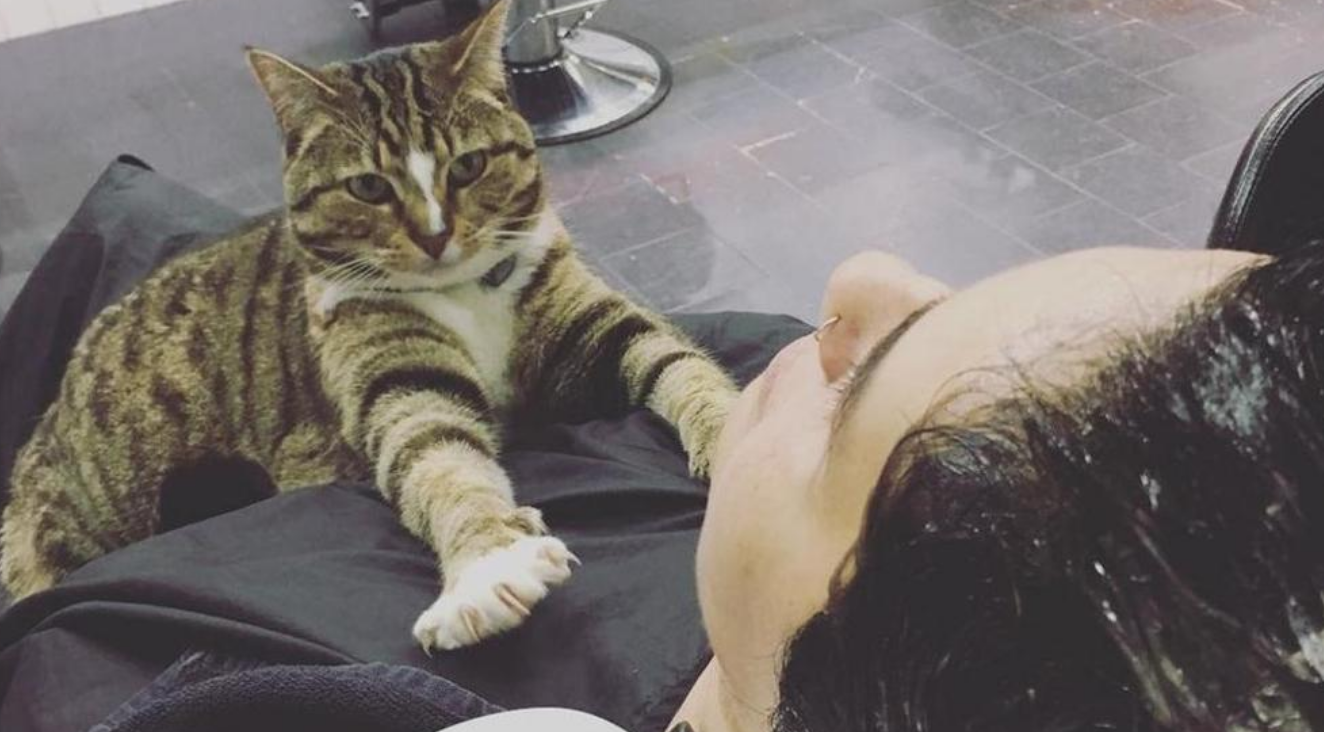 Betty Boo, il gatto che lavora in un parrucchiere: offre coccole in cambio di un riparo