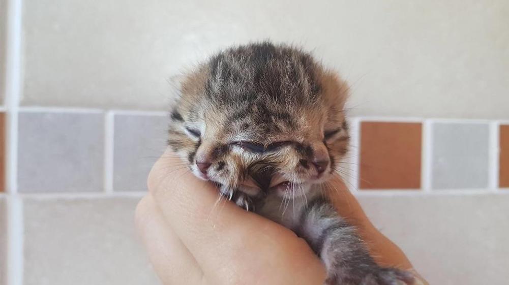 Addio a Bettie Bee, il gattino a 2 facce che aveva commosso il web