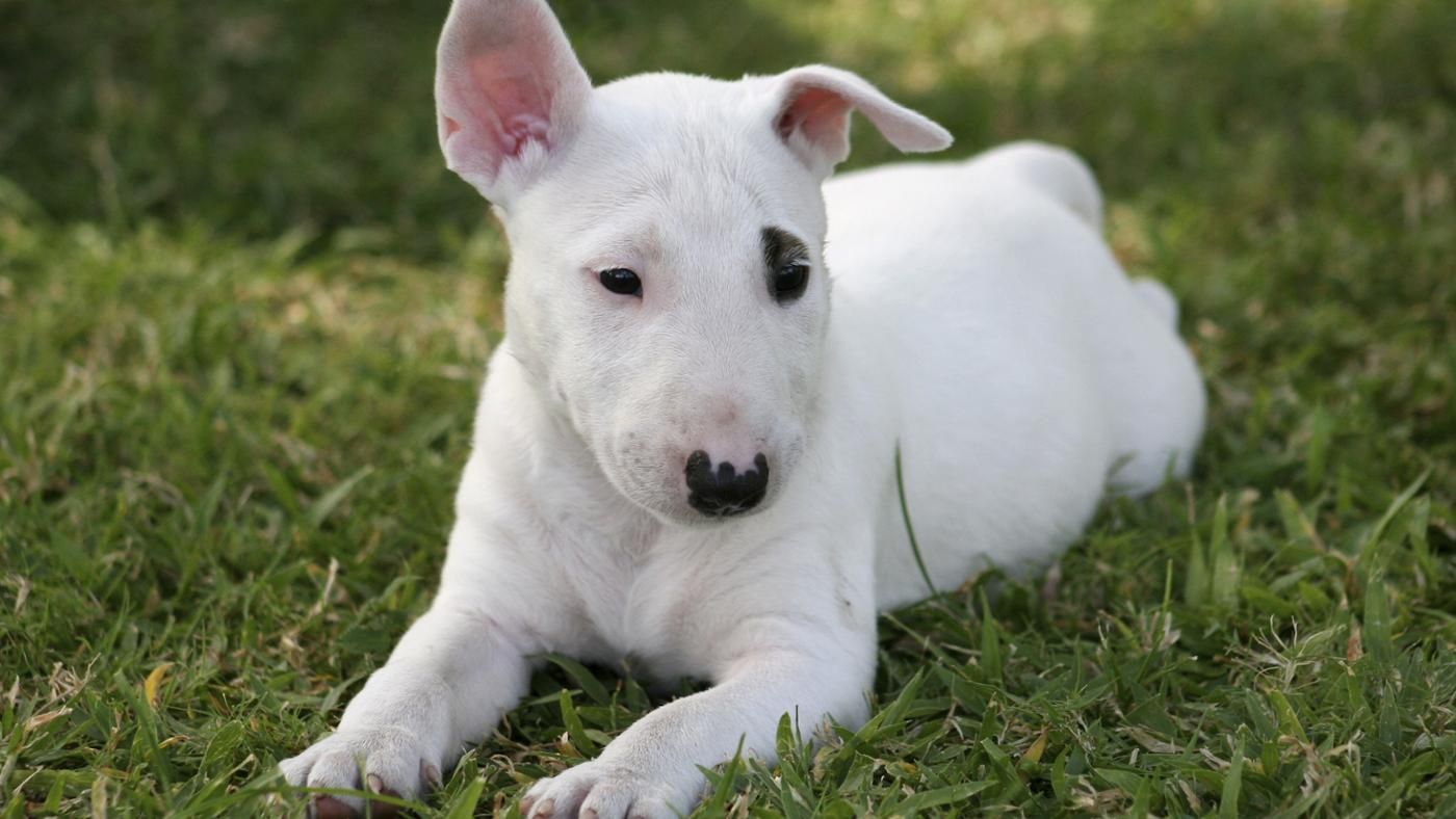 breeddogspudsmackenzie_6cc0686c5c2d381e Velvet Pets