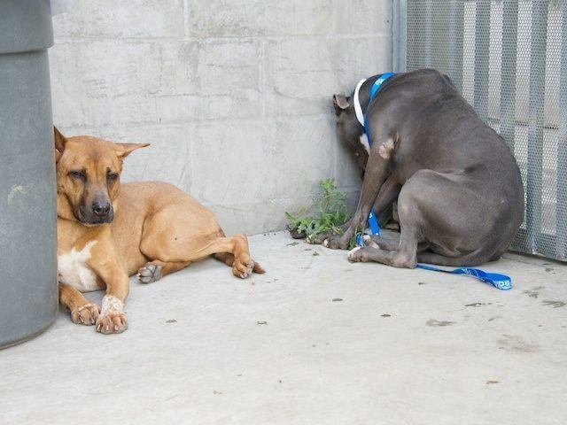 Abbandonata in canile sbatte la testa contro il muro: un altro cane la vede e... [FOTO]